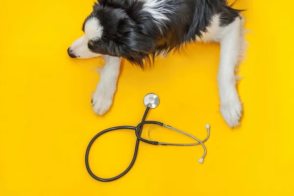 Puppy σκυλί σύνορα κόλλεϊ και στηθοσκόπιο απομονώνονται σε κίτρινο φόντο. Ένα σκυλάκι στη ρεσεψιόν του κτηνιατρικού γιατρού στην κλινική βετεράνων. Έννοια της υγειονομικής περίθαλψης και των ζώων συντροφιάς — Φωτογραφία Αρχείου