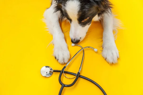 Valp hund gränsen collie och stetoskop isolerad på gul bakgrund. Liten hund i receptionen på veterinär läkare på veterinärkliniken. Djurhälsovård och djurskydd — Stockfoto