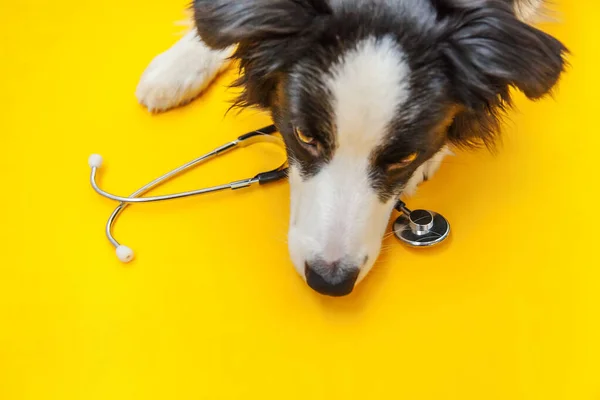 Valp hund gränsen collie och stetoskop isolerad på gul bakgrund. Liten hund i receptionen på veterinär läkare på veterinärkliniken. Djurhälsovård och djurskydd — Stockfoto