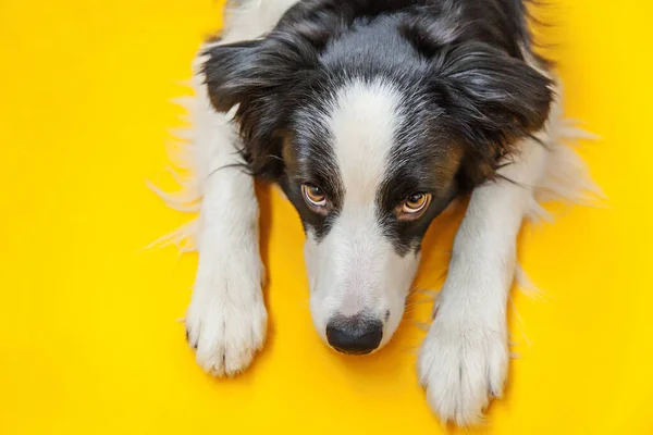 Funny studio portrait of cute smilling puppy dog border collie isolated on yellow background. New lovely member of family little dog gazing and waiting for reward. Pet care and animals concept — Stock Photo, Image
