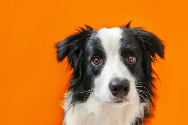 オレンジ色の背景に隔離されたかわいい笑顔の子犬犬の国境コリーの面白いスタジオの肖像画。家族の小さな犬の新しい素敵なメンバーは、報酬を見て待っています。ペットケアと動物のコンセプト — ストック写真