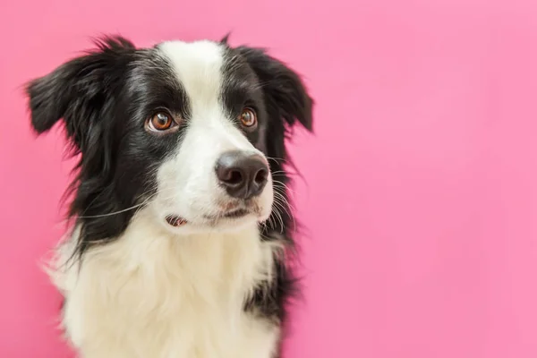 ピンクの背景に隔離されたかわいい笑顔の子犬犬の国境コリーの面白いスタジオの肖像画。家族の小さな犬の新しい素敵なメンバーは、報酬を見て待っています。ペットケアと動物のコンセプト — ストック写真