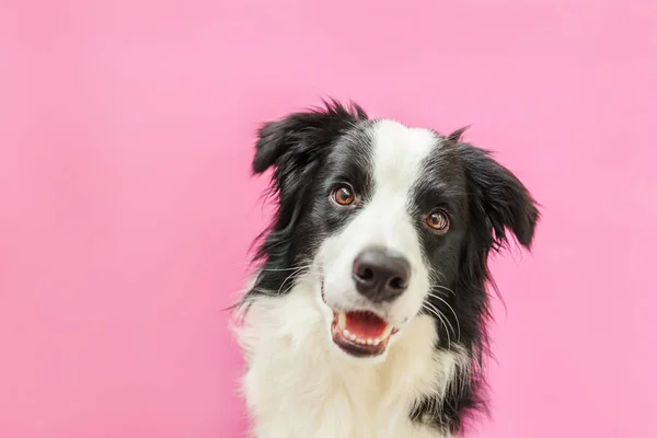ピンクの背景に隔離されたかわいい笑顔の子犬犬の国境コリーの面白いスタジオの肖像画。家族の小さな犬の新しい素敵なメンバーは、報酬を見て待っています。ペットケアと動物のコンセプト — ストック写真
