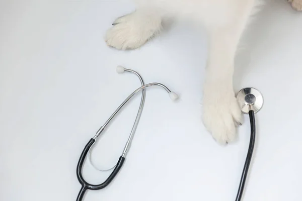 Valp hund gränsen collie tassar och stetoskop isolerad på vit bakgrund. Liten hund i receptionen på veterinär läkare på veterinärkliniken. Djurhälsovård och djurskydd — Stockfoto