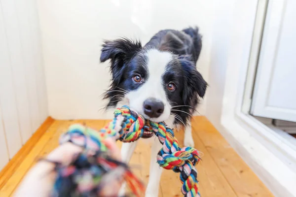 可愛い笑顔の子犬犬の国境のコリーの面白い肖像画は、口の中でカラフルなロープおもちゃを保持。所有者と一緒に遊んで自宅で家族の小さな犬の新しい素敵なメンバー。ペットケアと動物のコンセプト. — ストック写真