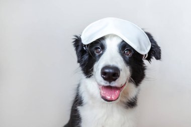 Beni rahatsız etme, bırak uyuyayım. Beyaz arka planda izole edilmiş uyuyan göz maskeli sevimli, gülen yavru köpek sınır köpeği çoban köpeği. Dinlen, iyi geceler, siesta, uykusuzluk, rahatlama, yorgunluk, seyahat konsepti.