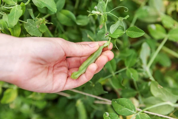 Conceito de jardinagem e agricultura. Trabalhadora agrícola feminina mão colheita verde ervilhas orgânicas maduras frescas no ramo no jardim. Vegan vegetariano casa produção de alimentos cultivados. Mulher pegar vagens de ervilha. — Fotografia de Stock