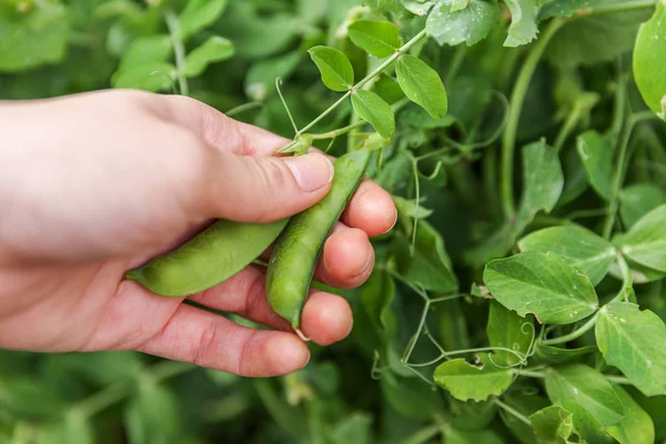 Berkebun dan konsep pertanian. Pekerja pertanian perempuan tangan panen hijau segar matang kacang polong organik pada cabang di kebun. Vegan vegetarian rumah tumbuh produksi makanan. Wanita memetik kacang polong. — Stok Foto