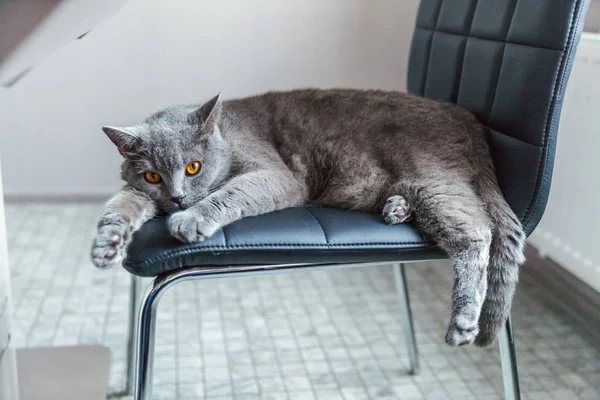 Britânico gato dormindo em preto cadeira moderna interior em casa — Fotografia de Stock