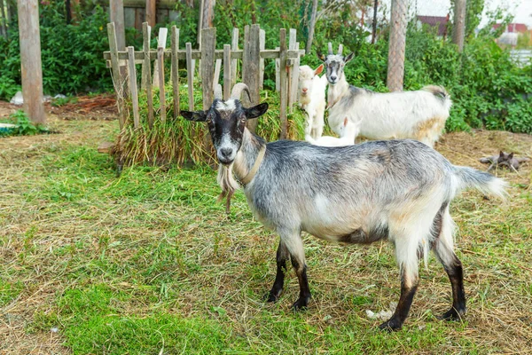Cute chick goat relaxing in ranch farm in summer day. Domestic goats grazing in pasture and chewing, countryside background. Goat in natural eco farm growing to give milk and cheese. — Stock Photo, Image