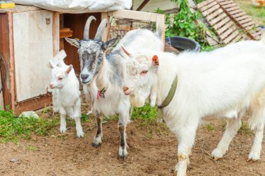 Yaz günü çiftlik çiftliğinde rahatlayan tatlı keçi yavrusu. Otlakta otlayan, çiğneyen, kırsal alanda yaşayan keçiler. Doğal eko çiftliğindeki keçi süt ve peynir vermek için büyüyor..