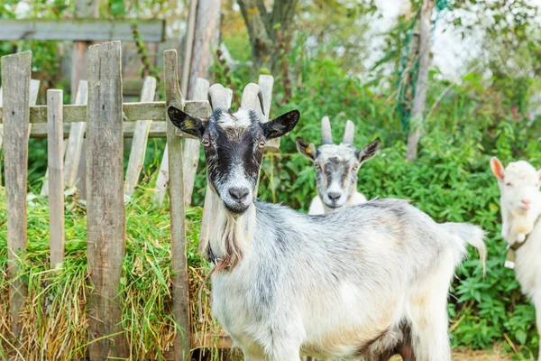 Linda cabra chavala relajarse en la granja rancho en el día de verano. Cabras domésticas pastando en pastos y masticando, fondo rural. Cabra en eco granja natural creciendo para dar leche y queso. —  Fotos de Stock