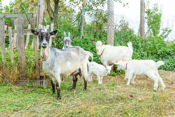 夏の日に牧場でリラックスした可愛いヒヨコヤギ。牧草地や噛む、田舎の背景に国内のヤギの放牧。牛乳とチーズを与えるために成長している自然環境農場でヤギ. — ストック写真