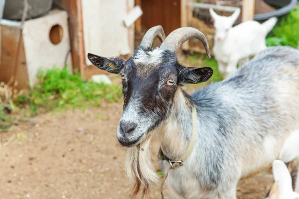 Söt kyckling get avkopplande på ranch gård på sommardagen. Husdjur getter betar i betesmark och tugga, landsbygd bakgrund. Getter på naturlig ekoodling för att ge mjölk och ost. — Stockfoto