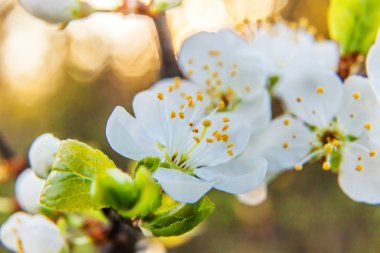 Güzel beyaz kiraz çiçekli sakura çiçeği makrosu bahar zamanı kapanıyor. Çiçek açan kiraz ağacının doğası. İlham verici çiçek açan bahçe ya da park. Çiçek sanat tasarımı.