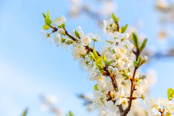 Bela flor de cereja branca flores sakura na primavera. Natureza fundo com árvore de cereja florido. Inspiração natural floral florescendo jardim ou parque. Design de arte flor . — Fotografia de Stock