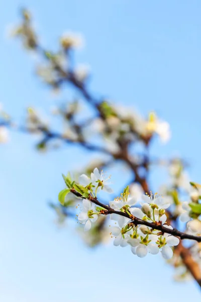 Bela flor de cereja branca flores sakura na primavera. Natureza fundo com árvore de cereja florido. Inspiração natural floral florescendo jardim ou parque. Design de arte flor . — Fotografia de Stock