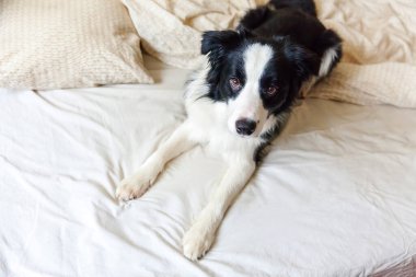 Yatakta yastıklı battaniyeye uzanmış gülümseyen köpek yavrusunun portresi. Beni rahatsız etme, uyumama izin ver. Evde yatan ve uyuyan küçük bir köpek. Hayvan bakımı ve komik hayvan hayvan yaşam konsepti.