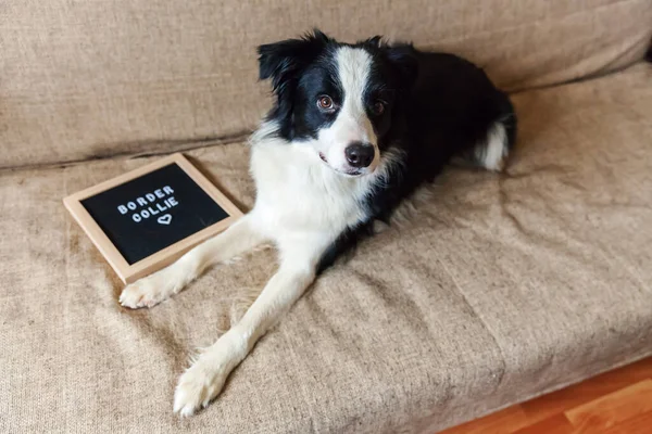 Funny portrait of cute puppy dog on couch with letter board inscription BORDER COLLIE word. New lovely member of family little dog at home gazing and waiting for reward. Pet care and animals concept.