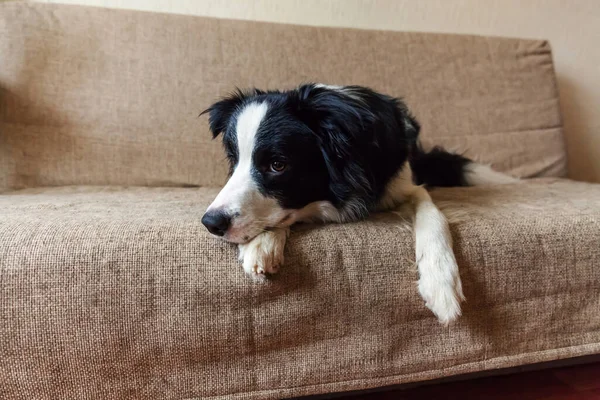 Divertido retrato de lindo olor a perro collie borde del perro en el sofá. Nuevo miembro encantador de la familia perrito en casa mirando y esperando la recompensa. Cuidado de mascotas y concepto de animales . — Foto de Stock