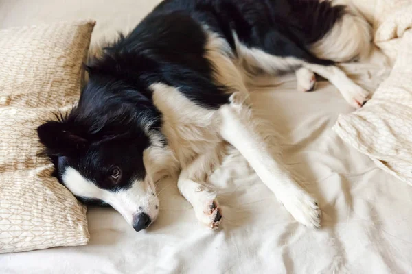 Retrato de cachorro sorrindo bonito fronteira cão collie colocar no cobertor de travesseiro na cama. Não me incomodes, deixa-me dormir. Cãozinho em casa deitado e dormindo. Pet cuidado e animais de estimação engraçados conceito de vida . — Fotografia de Stock