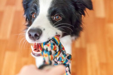 Gülümseyen şirin köpek yavrusunun komik portresi. Renkli ip oyuncaklarını ağzında tutuyor. Ailemizin yeni sevimli üyesi küçük köpek ev sahibiyle oynuyor. Hayvan bakımı ve hayvan bakımı kavramı.