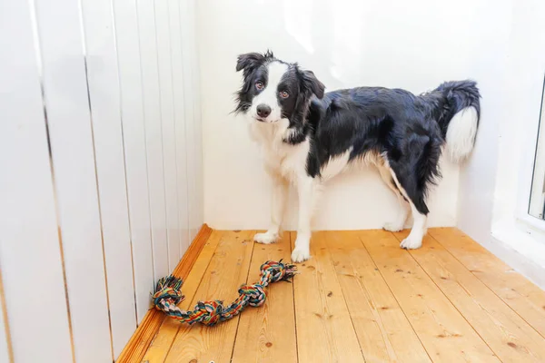 Funny portrait of cute smilling puppy dog border collie holding colourful rope toy in mouth. New lovely member of family little dog at home playing with owner. Pet care and animals concept. — Stock Photo, Image