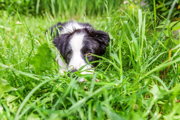 Funny Outdoor Portrait Cute Smilling Puppy Border Collie Lying Grass — Stock Photo, Image