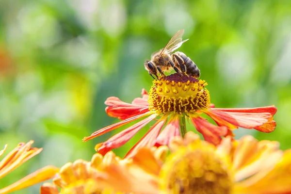 蜜蜂覆盖着黄色花粉 喝花蜜 给橙花授粉 具有启发性的自然花卉春天或夏天开花花园或公园背景 昆虫的生活宏观收尾 — 图库照片