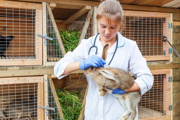 Glad Ung Veterinär Kvinna Med Stetoskop Innehav Och Undersöka Kanin — Stockfoto
