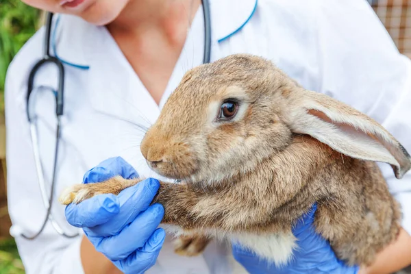 Veterinär Kvinna Med Stetoskop Innehav Och Undersöka Kanin Ranch Bakgrund — Stockfoto