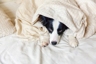 Yatakta yastıklı battaniyeye uzanmış gülümseyen köpek yavrusunun portresi. Beni rahatsız etme, uyumama izin ver. Evde yatan ve uyuyan küçük bir köpek. Hayvan bakımı ve komik hayvan hayvan yaşam konsepti