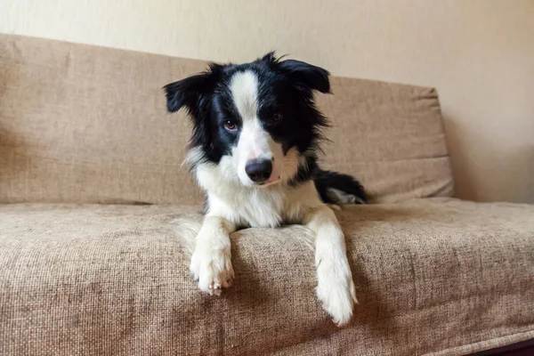 Zabawny Portret Cute Smilling Puppy Pies Collie Granicy Kanapie Nowy — Zdjęcie stockowe