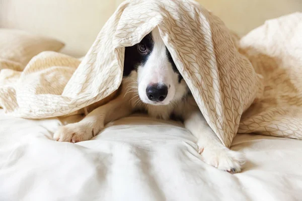 可爱的笑着小狗的肖像边境牧羊犬躺在床上的枕头毛毯上 别打扰我 让我睡吧 小狗在家里躺着睡觉 宠物照料和有趣的宠物动物生活概念 — 图库照片