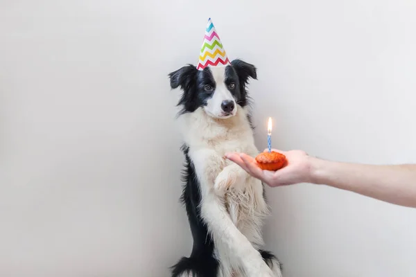白い背景に隔離された1つのキャンドルとカップケーキの休日のケーキを見て誕生日の愚かな帽子を身に着けているかわいい笑顔の子犬犬の国境のコリーの面白い肖像画 ハッピーバースデーパーティーのコンセプト — ストック写真