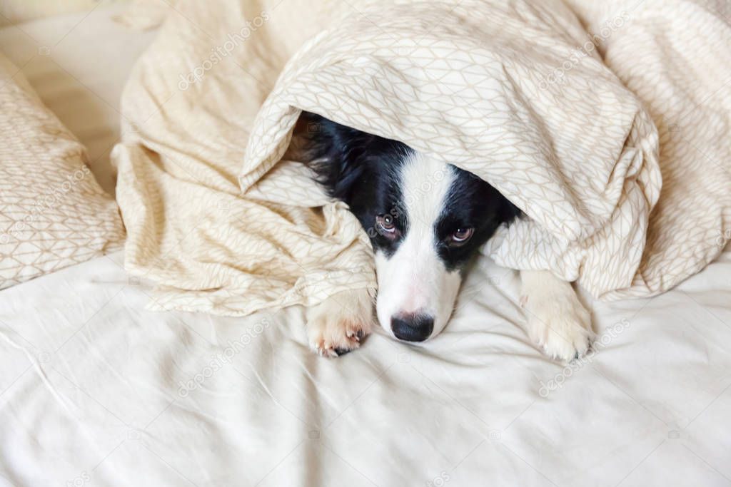 Portrait of cute smilling puppy dog border collie lay on pillow blanket in bed. Do not disturb me let me sleep. Little dog at home lying and sleeping. Pet care and funny pets animals life concept