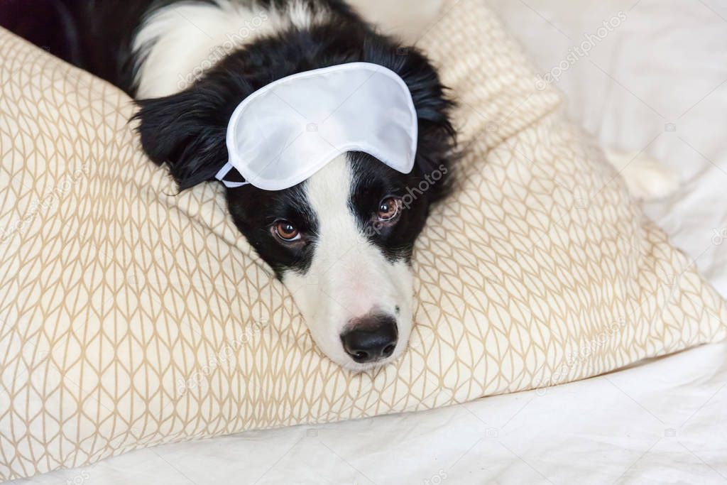 Do not disturb me let me sleep. Funny puppy border collie with sleeping eye mask lay on pillow blanket in bed. Little dog at home lying and sleeping. Rest good night insomnia siesta relaxation concept