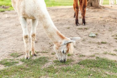 Şirin alpaka, yaz günü çiftlikte rahatlayan komik yüzlü. Doğal eko çiftliğindeki çayırlarda otlayan yerli alpakalar, kırsal arka plan. Hayvan bakımı ve ekolojik tarım kavramı