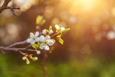 Baharda güzel beyaz kiraz çiçeği sakura çiçekleri. Çiçek açan kiraz ağacının doğası. İlham verici doğal çiçek açan bahçe ya da park. Çiçek sanat tasarımı