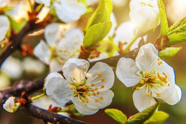 Baharda güzel beyaz kiraz çiçeği sakura çiçekleri. Çiçek açan kiraz ağacının doğası. İlham verici doğal çiçek açan bahçe ya da park. Çiçek sanat tasarımı