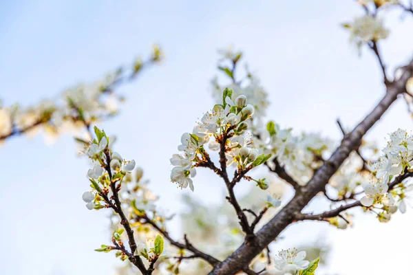 Bela Flor Cereja Branca Flores Sakura Primavera Natureza Fundo Com — Fotografia de Stock