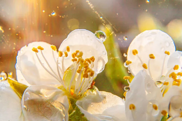 아름다운 사쿠라는 매크로 꽃피는 벚나무의 영감을 정원이나 꽃무늬 — 스톡 사진