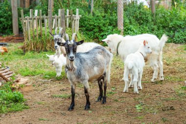 Yaz günü çiftlik çiftliğinde rahatlayan tatlı keçi yavrusu. Otlakta otlayan, çiğneyen, kırsal alanda yaşayan keçiler. Doğal eko çiftliğindeki keçi süt ve peynir vermek için büyüyor.