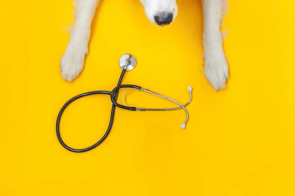 Puppy Σκυλί Συνόρων Πόδια Κόλλεϊ Και Στηθοσκόπιο Απομονώνονται Κίτρινο Φόντο — Φωτογραφία Αρχείου