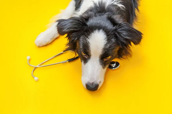 Cachorro Collie Borde Del Perro Estetoscopio Aislado Sobre Fondo Amarillo — Foto de Stock