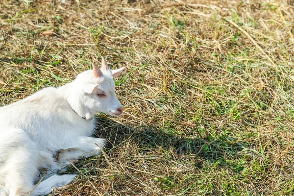 可爱的小山羊在农场休息一下 国内山羊放牧和咀嚼 农村背景 自然生态农场里的山羊生长 以提供牛奶和奶酪 — 图库照片