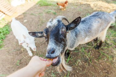 Yaz günü çiftlik çiftliğinde el yordamıyla yemek yiyen tatlı keçi. Otlakta otlayan, çiğneyen, kırsal alanda yaşayan keçiler. Doğal eko çiftliğindeki keçi süt ve peynir vermek için büyüyor.