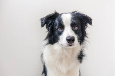 Beyaz arka planda izole edilmiş şirin gülümseyen köpek yavrusu Collie 'nin komik stüdyo portresi. Ailenin yeni sevimli üyesi küçük köpek gözlerini dikip ödül bekliyor. Komik hayvan hayvan yaşam konsepti