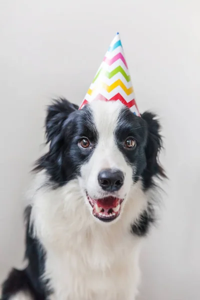 Divertente Ritratto Carino Smilling Cucciolo Cane Confine Collie Indossare Compleanno — Foto Stock