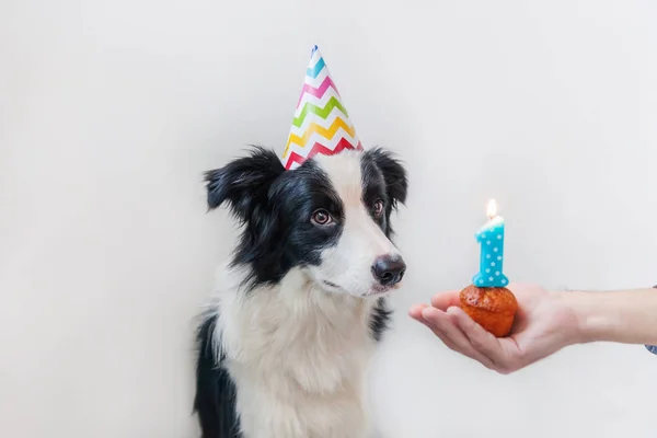 白い背景に隔離されたナンバーワンのキャンドルとカップケーキの休日のケーキを見て誕生日の愚かな帽子を身に着けているかわいい笑顔子犬犬の国境のコリーの面白い肖像画 ハッピーバースデーパーティーのコンセプト — ストック写真